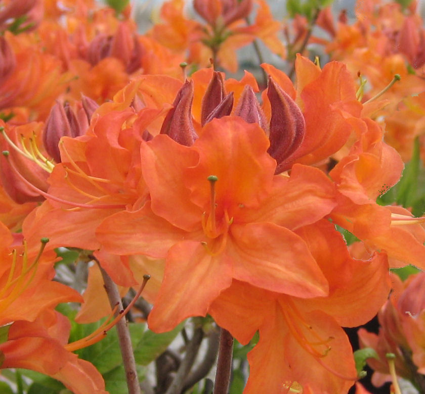 Mandarin Lights Azalea Orange Natorps Online Plant Store